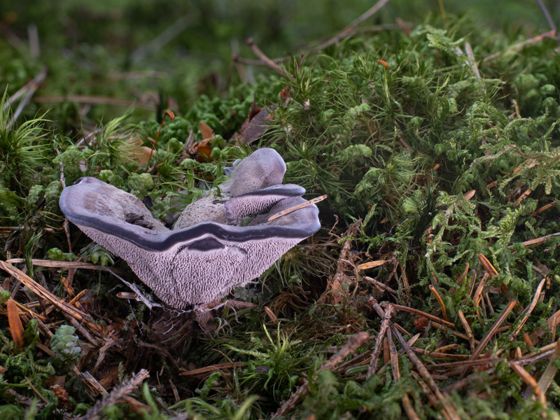 Phellodon niger